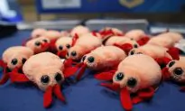 Don’t Let the Bedbugs Bite