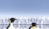 Antarctic Ice Sheets Might Last Longer Than We Thought
