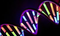 DNA and Protein Combine to Create Nanowire