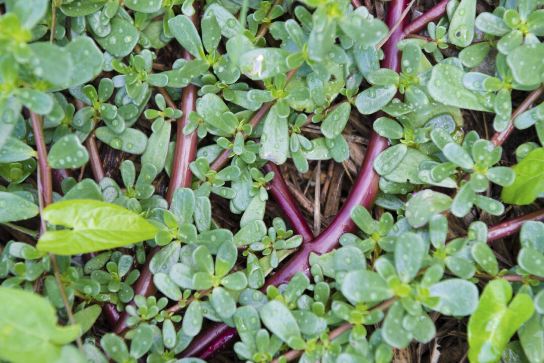 Harvest purslane plants that are full of leaves. (MIMOHE/iStock).