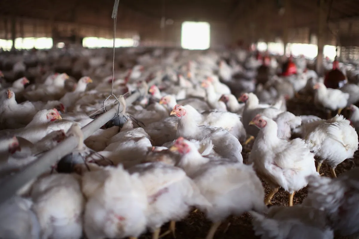 Chickens gather around a feeder at an Iowa farm on Aug. 9, 2014. (Scott Olson/Getty Images)