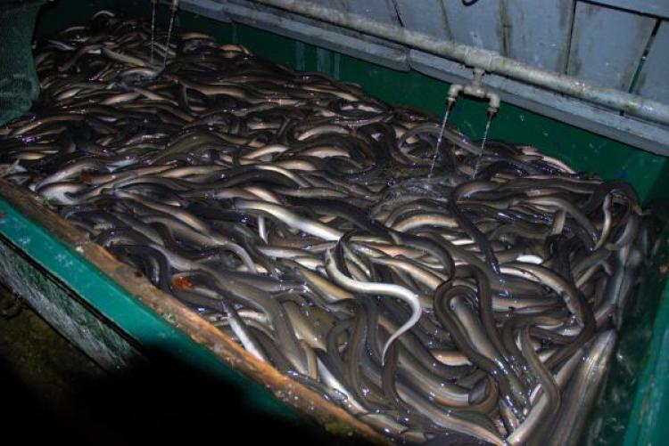 BIGGEST EEL CONTEST: Dr. Kim Aarestrup and his colleagues searched among more than 100,000 live eels caught by Irish fishermen to find 22 large eels for tagging. (Kim Aarestrup/DTU Aqua) BIGGEST EEL CONTEST: Dr. Kim Aarestrup and his colleagues searched among more than 100,000 live eels caught by Irish fishermen to find 22 large eels for tagging. (Kim Aarestrup/DTU Aqua)