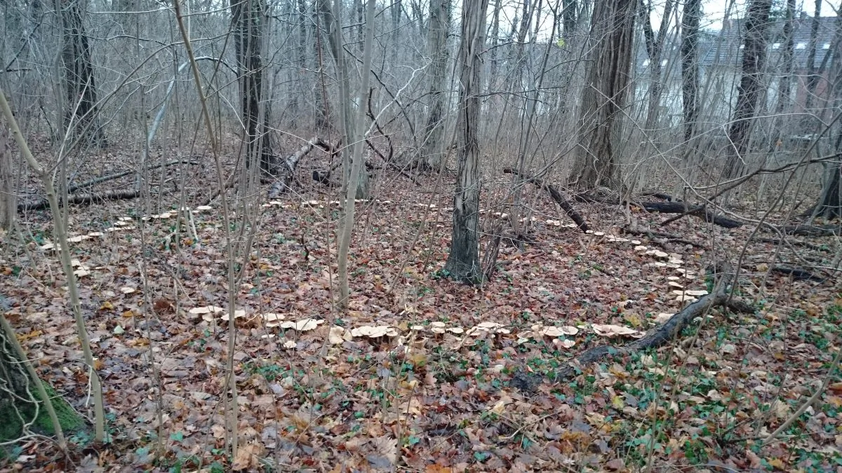 A mushroom ring in the woods. (Alison Chaiken, Flickr/CC BY-SA*)