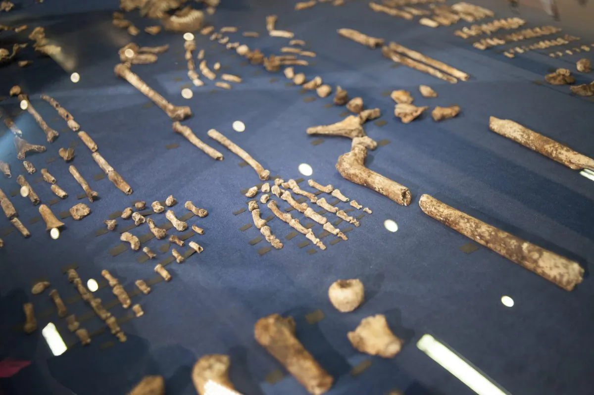 The skeleton of Homo Naledi, a newly discovered human ancestor is displayed during the unveiling of the discovery on September 10, 2015 in Maropeng. (Stefan Heunis/AFP/Getty Images)