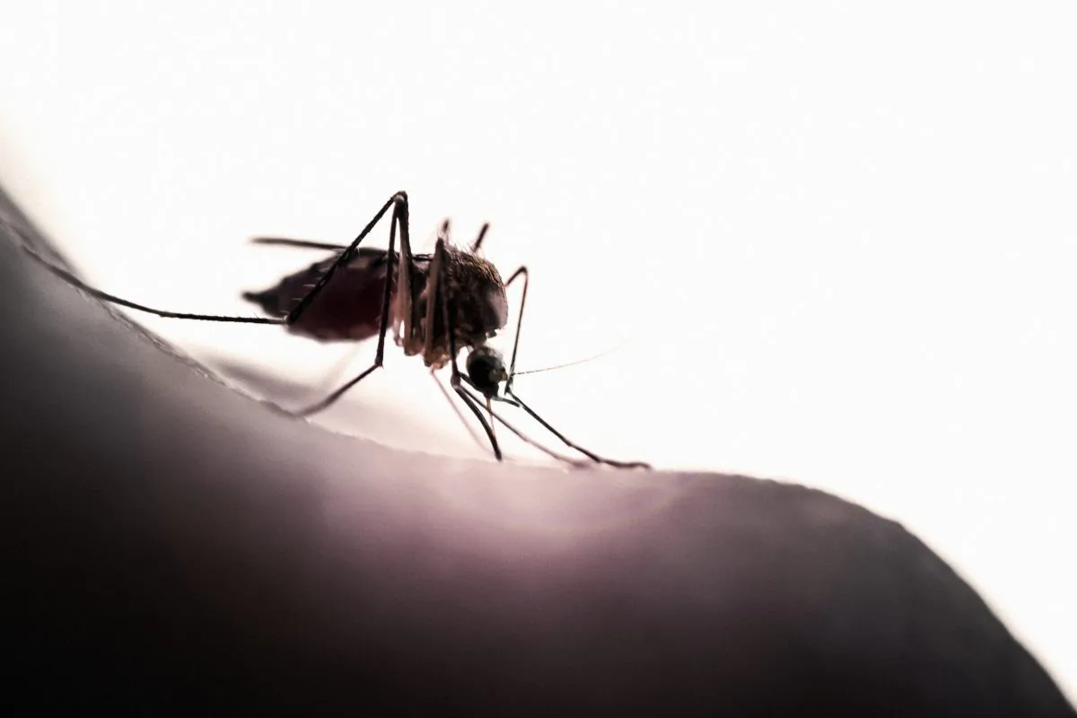 "Even if it were possible to hold one's breath indefinitely, another human breathing nearby, or several meters upwind, would create a CO2 plume that could lead mosquitoes close enough to you that they may lock on to your visual signature," researchers say. (Christopher Badzioch/iStock)