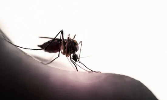 Pesticide-Free Clothing Prevents 100 Percent of Mosquito Bites