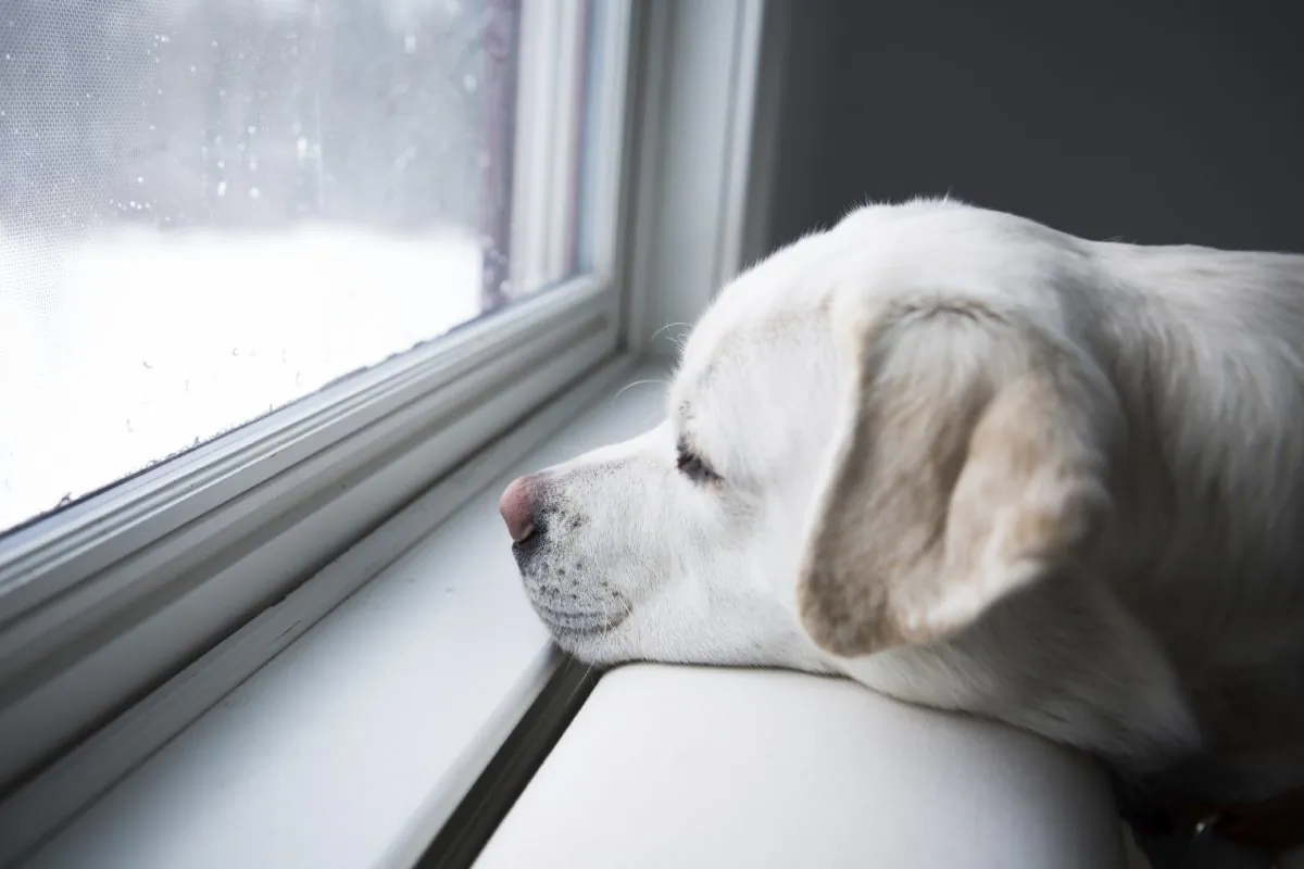 (Diane Diederich/iStock)