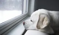 Do Animals Feel More Intensely Than We Do?