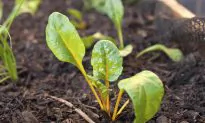 How Do Plants Remember Past Droughts?