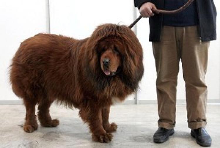 The Tibetan Mastiff is believed to be the only ancient breed to have not changed its environment over time. It is one of the most ancient, rare, and ferocious large dogs of the world. It originated from Tibet and the Tibetan-speaking areas of Qinghai Province. (Photo by Guang Niu/Getty Images) The Tibetan Mastiff is believed to be the only ancient breed to have not changed its environment over time. It is one of the most ancient, rare, and ferocious large dogs of the world. It originated from Tibet and the Tibetan-speaking areas of Qinghai Province. (Photo by Guang Niu/Getty Images)