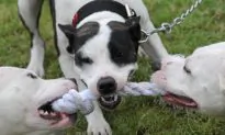 Australian Woman’s Arm Severed by Her Own Dog in Attack