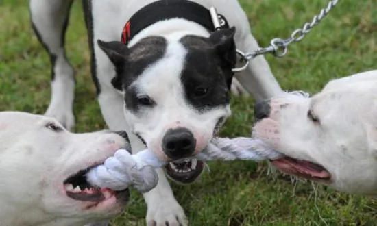 Australian Woman’s Arm Severed by Her Own Dog in Attack