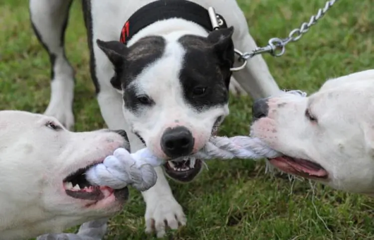A pitbull playing. (Michal Cizek/Getty Images)