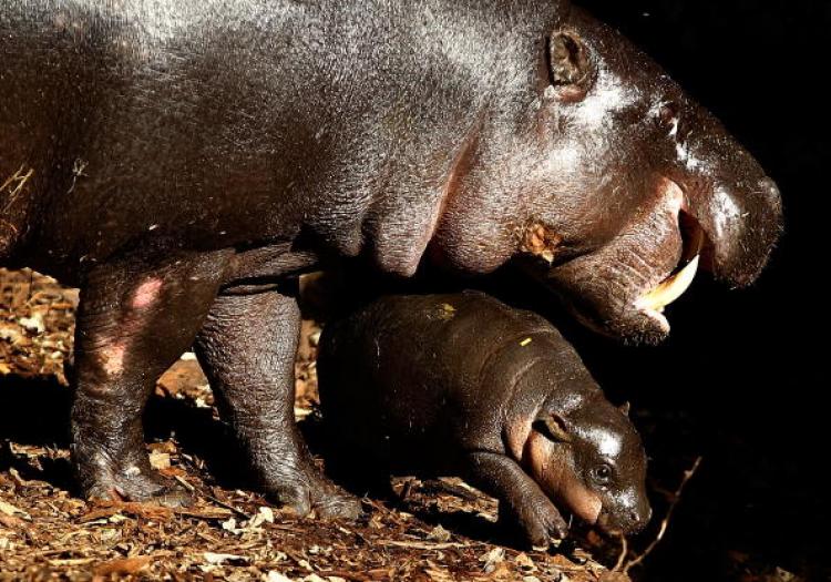 Kambiri, a baby pygmy hippo calf, explores her den with her mother Petre at the Taronga Zoo on Aug. 5, 2010 in Sydney, Australia.  (Brendon Thorne/Getty Images)