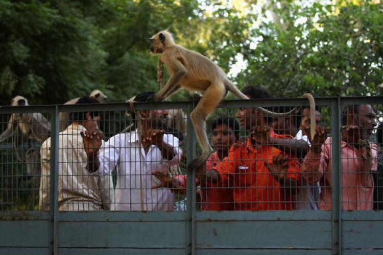 Langur Monkeys with trainers in New Delhi, Sept. 28. (Cameron Spencer/Getty Images) Langur Monkeys with trainers in New Delhi, Sept. 28. (Cameron Spencer/Getty Images)