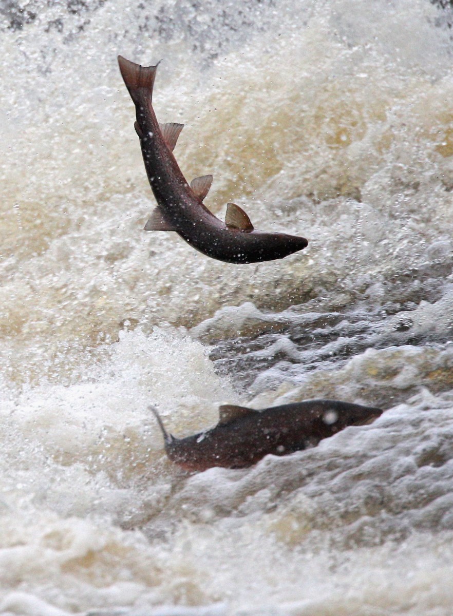 Salmon Return Upstream To Spawn In The River Etterick Salmon Return Upstream To Spawn In The River Etterick