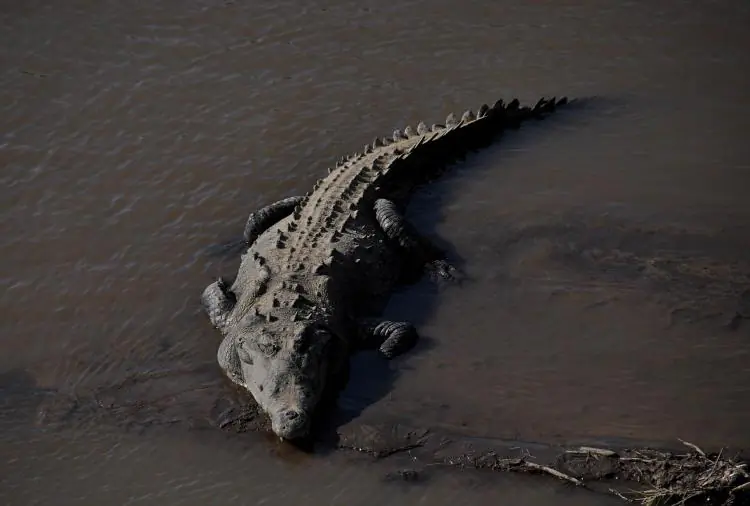 A crocodile rests on the banks of Tarcoles River in the province of Puntarenas in Costa Rica some 90 kilometers south of San Jose on Dec. 5, 2010. (Yuri Cortez/AFP/Getty Images)