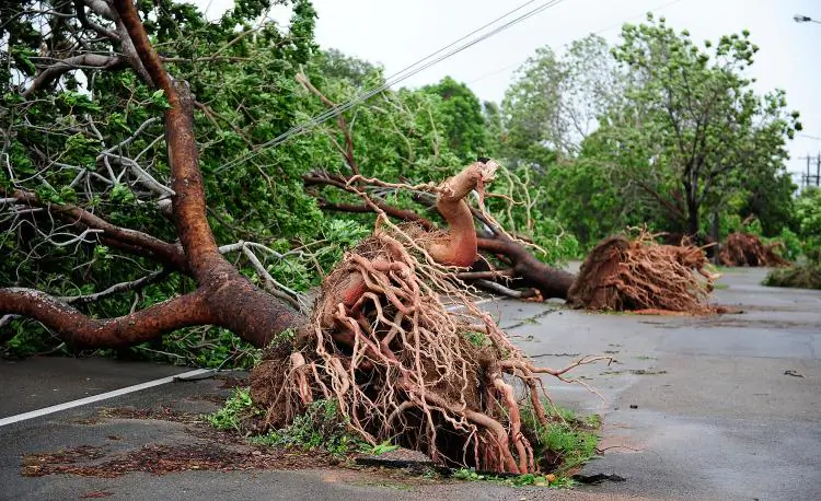 Australia cyclone: Fallen trees in Townsville, Queensland on Feb. 3 2011, after the passing of Cyclone Yasi. (Ian Hitchcock/Getty Images)