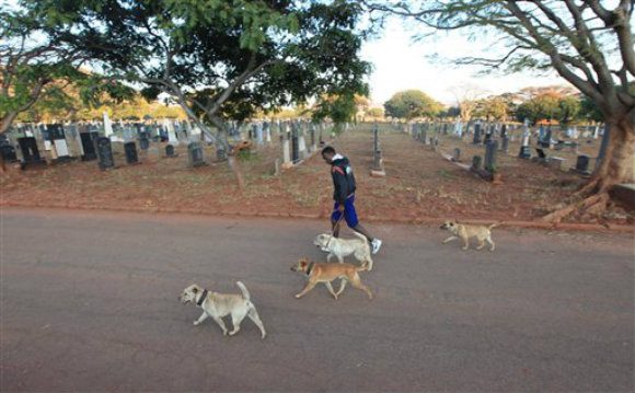 A man exercises as he walks dogs, in the Warren Hills Cemetery in Harare.