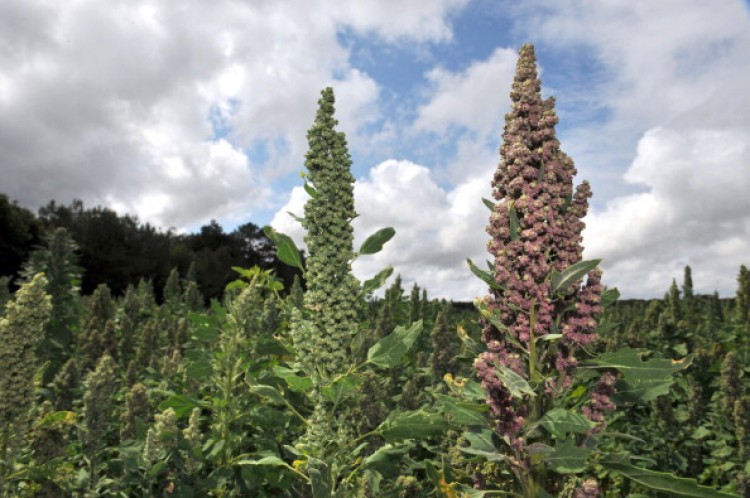 View of a quinoa field. Quinoa is now being touted as the health food of the future. (Alain Jocard/AFP/Getty Images)