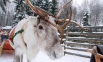 Rare White Reindeer Calf Appears in Snowy Northern Norway
