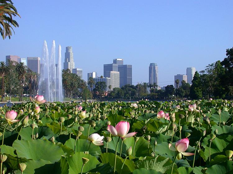 LOTUS FLOWERS IN ECHO PARK LAKE: As they appeared before dying out in 2008.  The Lotus flowers are expected to be back in 2010. (Dan Sanchez/The Epoch Times)