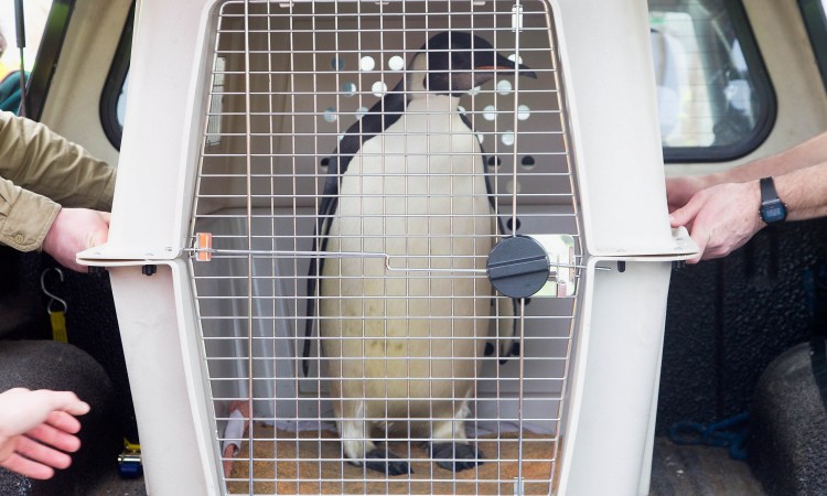 The emperor penguin nicknamed 'Happy Feet' (C) is carried off a vehicle to be loaded onto the New Zealand research ship 'Tangaroa' in Wellington on Aug. 29, 2011, before making the four-day journey to the Southern Ocean, east of Campbell Island. (Marty Melville/AFP/Getty Images) The emperor penguin nicknamed 'Happy Feet' (C) is carried off a vehicle to be loaded onto the New Zealand research ship 'Tangaroa' in Wellington on Aug. 29, 2011, before making the four-day journey to the Southern Ocean, east of Campbell Island. (Marty Melville/AFP/Getty Images)