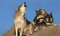 Judge Reinstates Endangered Species Protections Rescinded Under Trump Administration