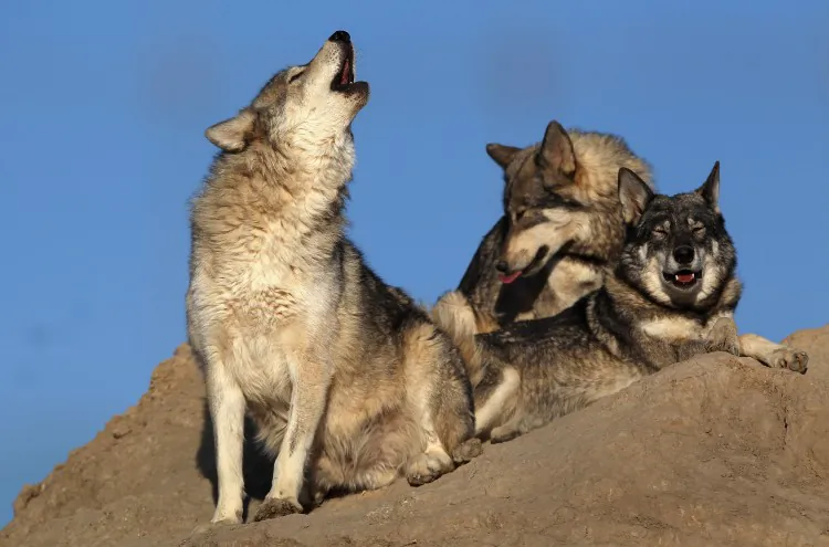 A rescued wolf howls in this photo taken at The Wild Animal Sanctuary in Keenesburg, Colo., in 2011. (John Moore/Getty Images) 
