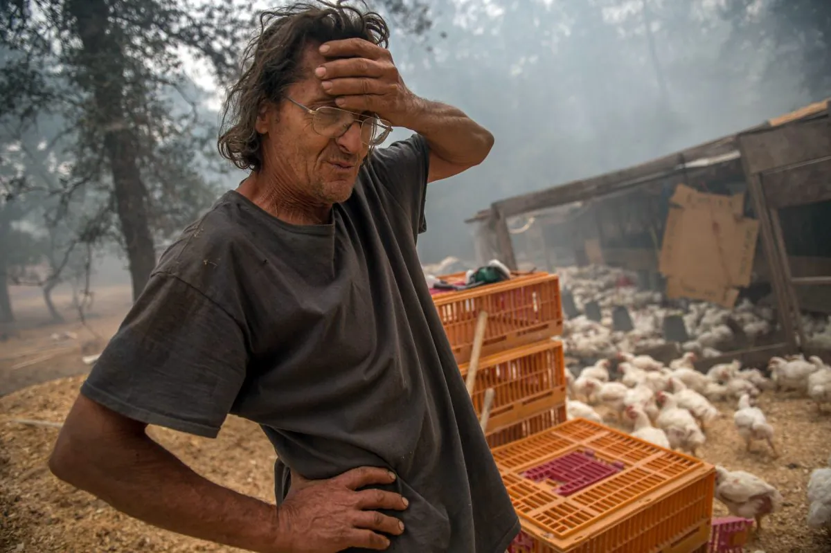 Norman Gussel discusses the potential of losing 2,000 organic-raised chicken on his family-owned farm, which cost around ten dollars each on Sept. 12, 2015, in Mountain Ranch, Calif. (Andrew Seng/The Sacramento Bee via AP)