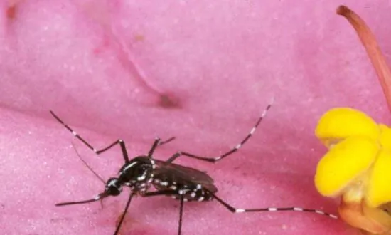 ‘Locally Acquired’ Malaria Outbreak in Florida Infects 6 People in Sarasota County