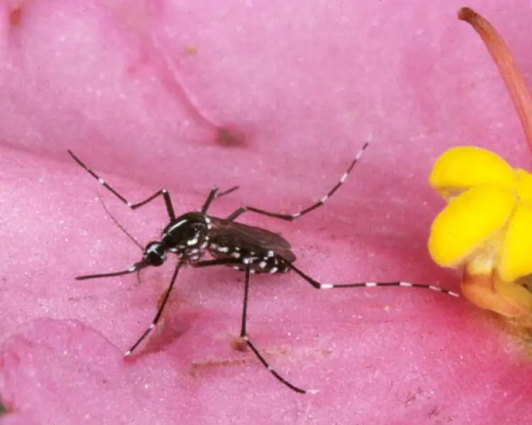 An Asian tiger mosquito that is known to carry diseases like malaria. The National Institutes of Health (NIH) is dedicating resources to getting rid of malaria around the world. (Jack Leonard/Getty Images)