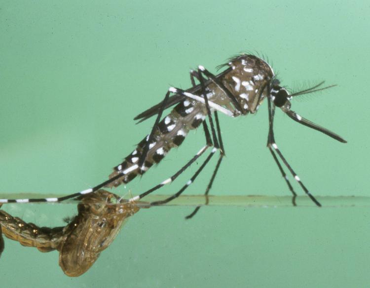 The Chikungunya virus, carried by the Asian tiger mosquito, has spread beyond Africa and since 2005 has caused outbreaks and numerous fatalities in India and the French island of Reunion. It has also surfaced in France and Italy. (Jack Leonard/New Orleans Mosquito and Termite Control Board/Getty Images) The Chikungunya virus, carried by the Asian tiger mosquito, has spread beyond Africa and since 2005 has caused outbreaks and numerous fatalities in India and the French island of Reunion. It has also surfaced in France and Italy. (Jack Leonard/New Orleans Mosquito and Termite Control Board/Getty Images)