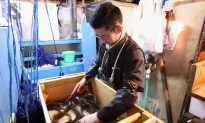 Employers Face Long Delays for Temporary Foreign Workers as Demand Spikes