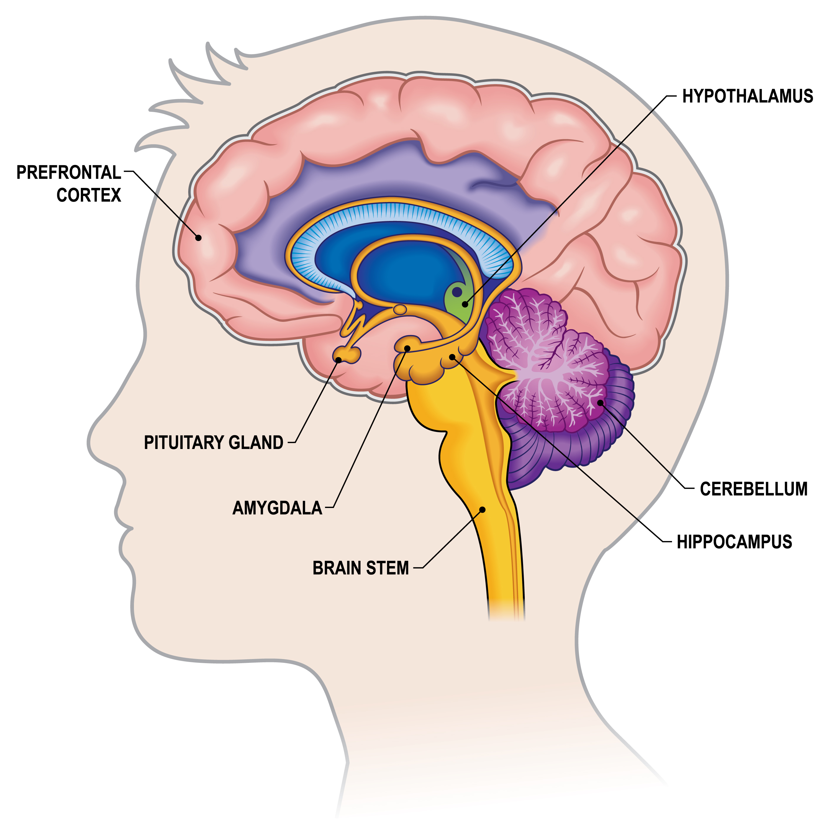 Ковид головного мозга. Гипоталамус таламус гиппокамп. Гиппокамп гипофиз гипоталамус. Строение мозга Амигдала. Строение головного мозга гипоталамус.