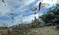 'We Are Walking on Locust Carpets': Plague of Locusts Destroy Crops in Italy
