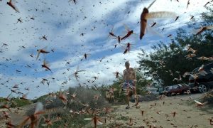 'We Are Walking on Locust Carpets': Plague of Locusts Destroy Crops in Italy