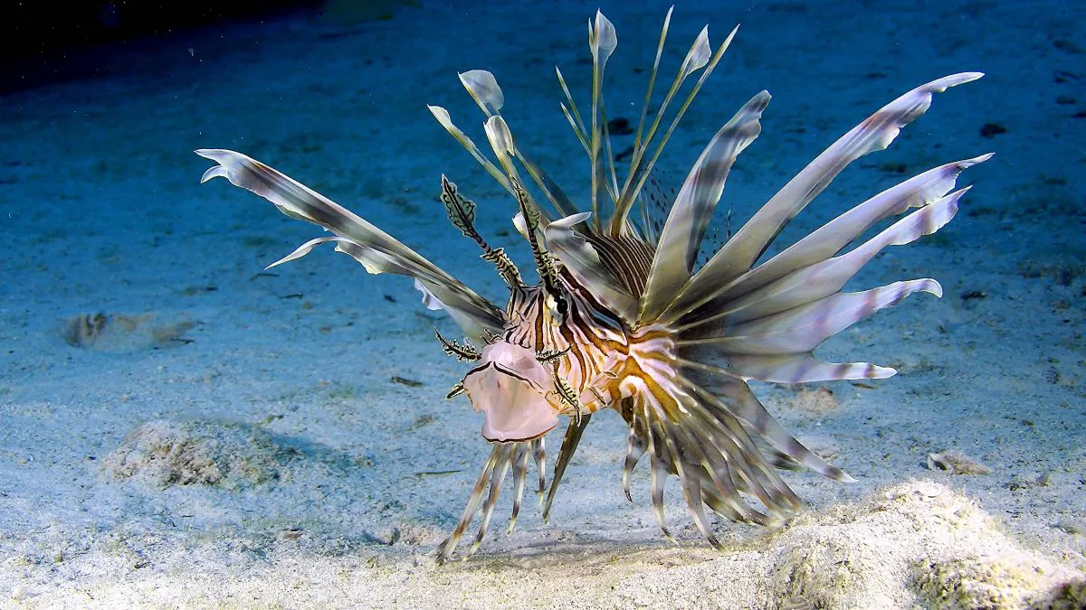 The red lionfish has venomous dorsal fins on its spine and elegant fan-like fins that make it a speedy hunter. (3D Entertainment Films)