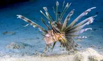 Undersea Life Like You’ve Never Seen It Before