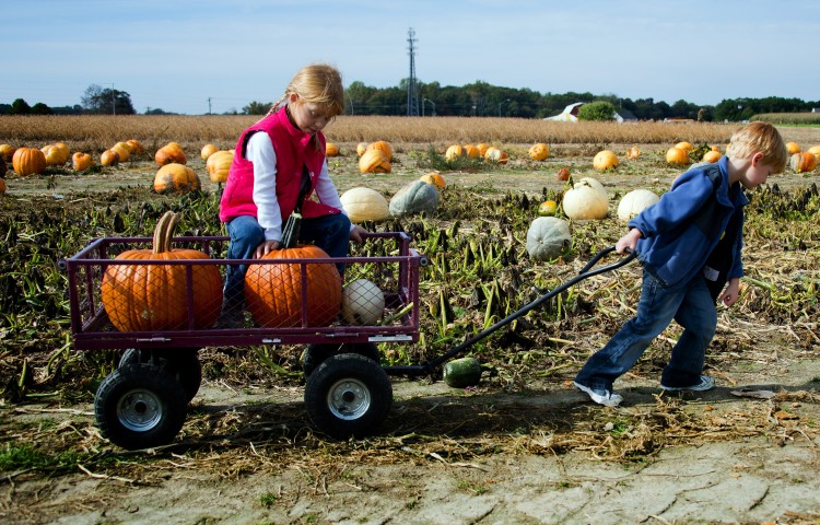Five-year-old Aidan (R) pulls his seven-year-old sister Autumn and their pumpkins in a wagon through the patch at Councell Farms in Easton, MD, Oct. 17, ahead of the Halloween holiday. (JIM WATSON/AFP/Getty Images) 