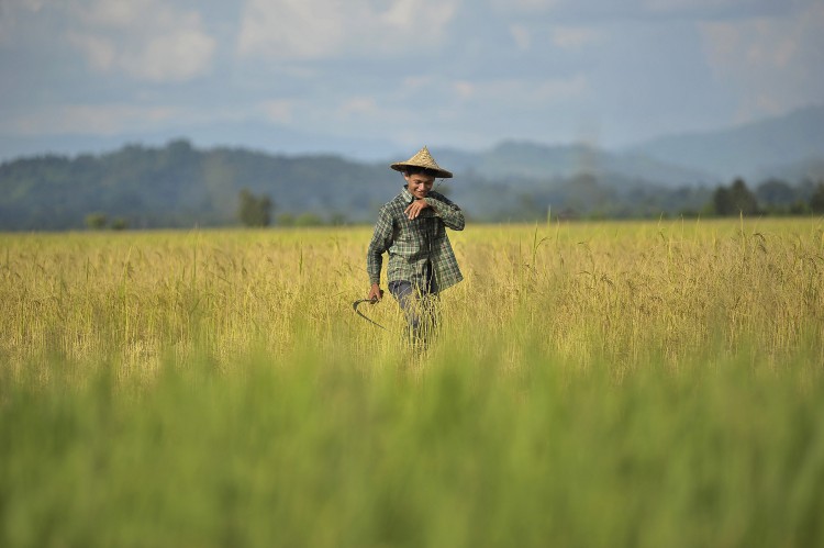 A Burmese farmer harvests in a rice paddy near Pa Rein village, Myauk Oo township on Oct. 29, 2012. (Kaung Htet /Getty Images) A Burmese farmer harvests in a rice paddy near Pa Rein village, Myauk Oo township on Oct. 29, 2012. (Kaung Htet /Getty Images)