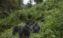 Mother of Child Who Fell Into Gorilla Pit Slams Critics: ‘Accidents Happen’