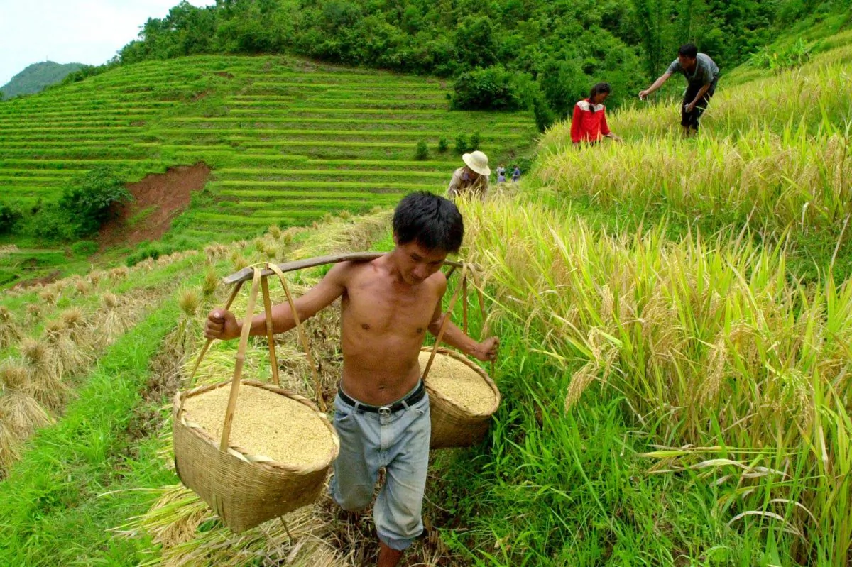 A farmer carries rice near Dachaoshan dam Aug. 28, 2001 in Shandi village, Yunnan Province, China. (AP Photo/Eugene Hoshiko)