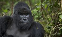Zoo Director: I ‘Would Make the Same Decision’ Again to Kill the Gorilla