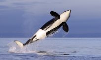 Biologists Fly Drone to Track Health of Endangered Orcas