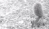 Legendary ‘Vampire’ Squirrel, Said to Disembowel Deer, Caught on Camera