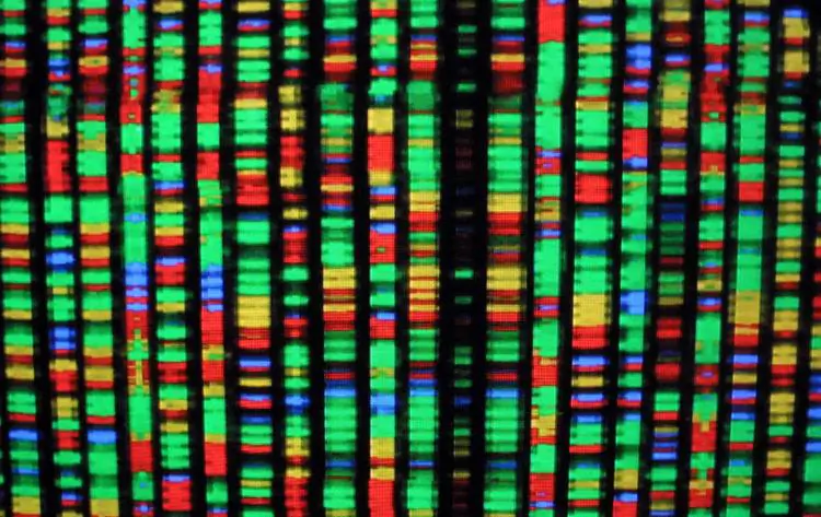 LIFE MAP: A digital representation of the human genome at the American Museum of Natural History in New York City. Each color represents one of the four chemical components of DNA. (Mario Tama/Getty Images )