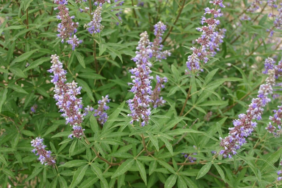 Vitex is a Mediterranean native and a favorite herb for thousands of years. (Sten Porse/Wikimedia Commons).