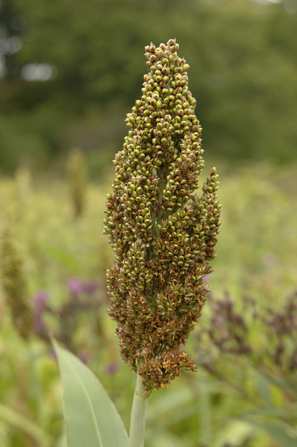 Sorghum is being studied as an alternative to corn for making fuels.  (Department of Agriculture, CC BY 2.0)