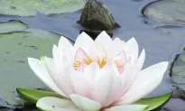3 Ways to Transform Negative Emotions